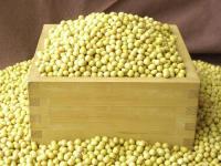 Organic Soybean